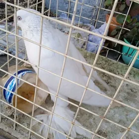 kep