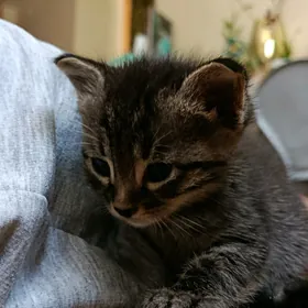 Котенок