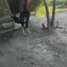 horaz