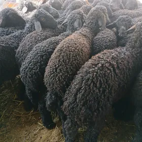 Tokli