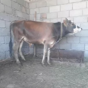 ÖKÜZ
