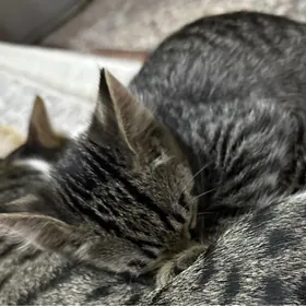 Котенок