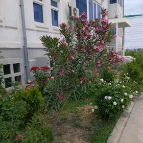 Buzmeyin Jemagat жемагат