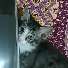 домашние котята 1,5 месяца