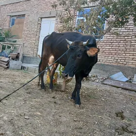 Göleli sygyr
