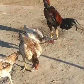 baysowy horaz