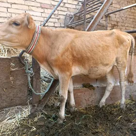 OKUZCE