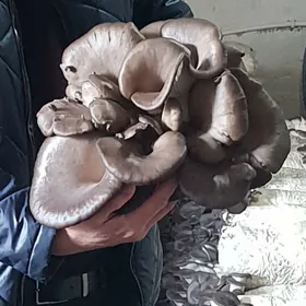 komelek (грибы) tohum weşenka