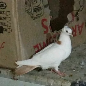 kepderi