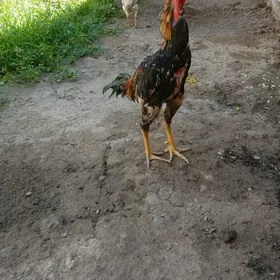 Хораз