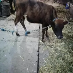 Окузче