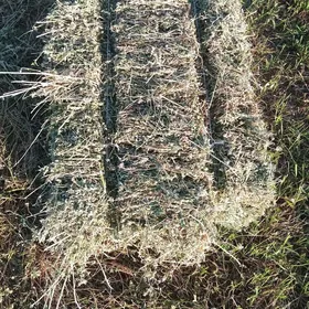 yorunja kip