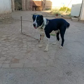garabas
