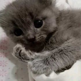 котёнок