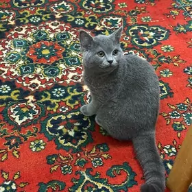 Satlyk pişik