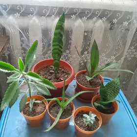 ЦВЕТЫ