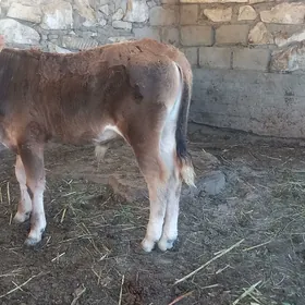 okuzce