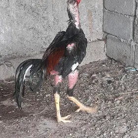 horaz