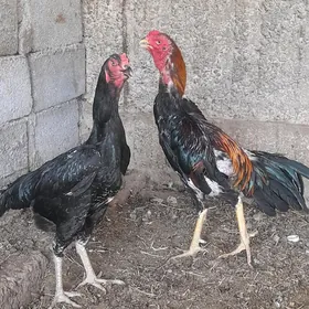 taşkent
