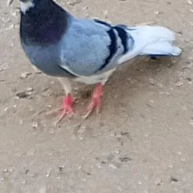 kepderi