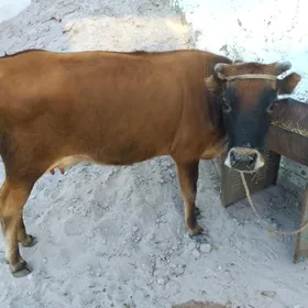 Sygyr goleli