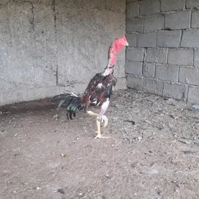 taşkent