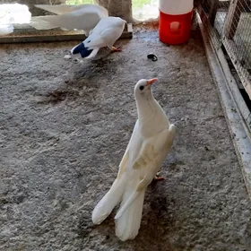 kepderi