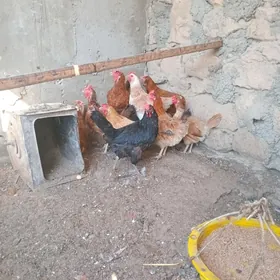 tawuk
