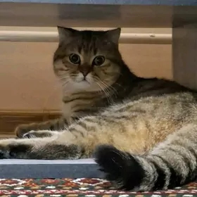 пишик кот