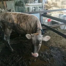 öküz