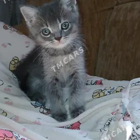 кошки домашние