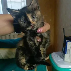 котята