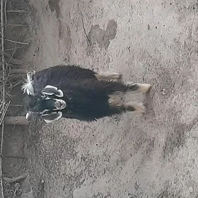 гечи  geçi