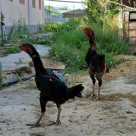 Taşgent horaz