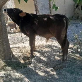 öküz