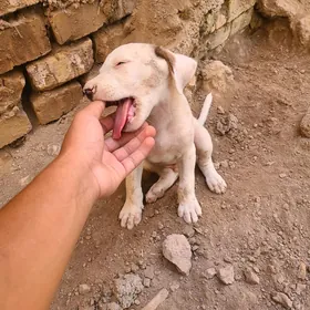 pidbil