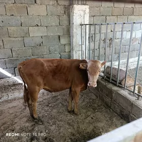 öküz
