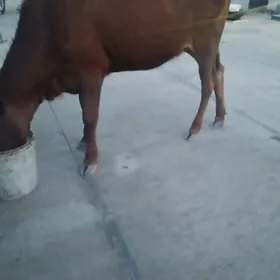 semiz gacar