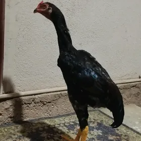horaz
