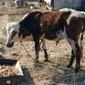 Окузлер долы окан