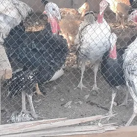 Induk 8 aýlyk