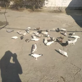 Satlyk kepderi
