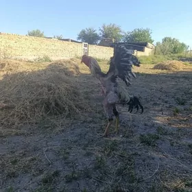 horaz