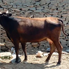 sygyr golei