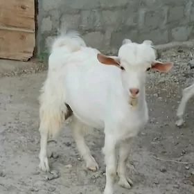 Türk Dog tekesi