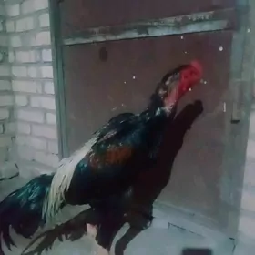 HORAZ