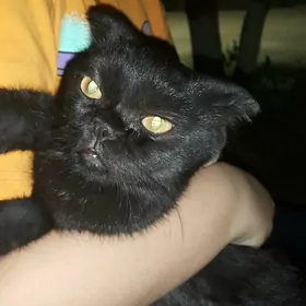 Котик вислоухий 6мес.