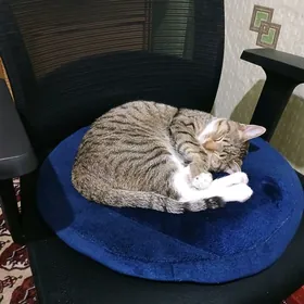 кошка в добрые руки