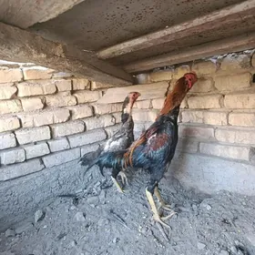 horaz boysowyý horaz Tashkent