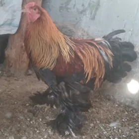 Brama horoz obmen